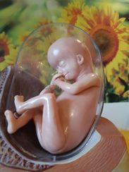Baby Darstellung